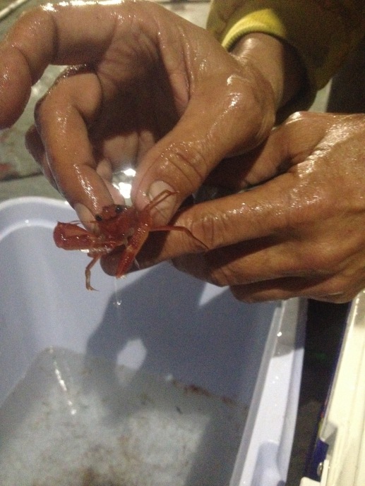 Pleuroncodes planipes (red pelagic crab, or red tuna crab) caught in our first Bongo net. Photo credit: Emma Hodgson