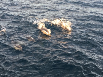 Dolphin_pic