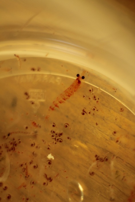 Euphausiids (krill) and pteropods (Limacina inflata) in a petri dish. Photo credit: Emma Hodgson