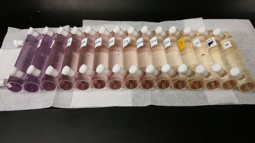pH cell gradient. Credit: Katie Douglas