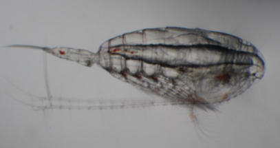 A northern copepod, commonly found off the Oregon coast during summer. Photo Credit: NOAA NWFSC