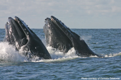 Humpback whales. Photo Credit: Olympic Coast National Marine Sanctuary